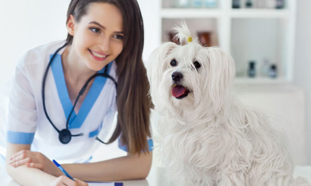 Everything You Need to Know About Pet Insurance