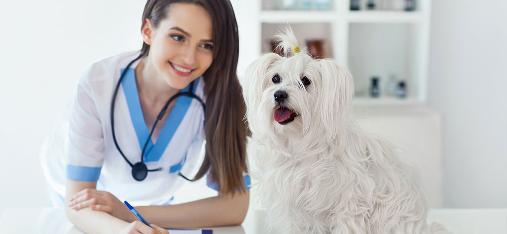 Everything You Need to Know About Pet Insurance