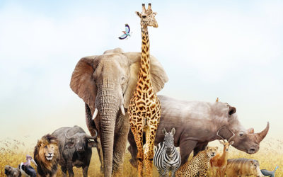 Is Southern Africa Your Ideal Safari Destination?