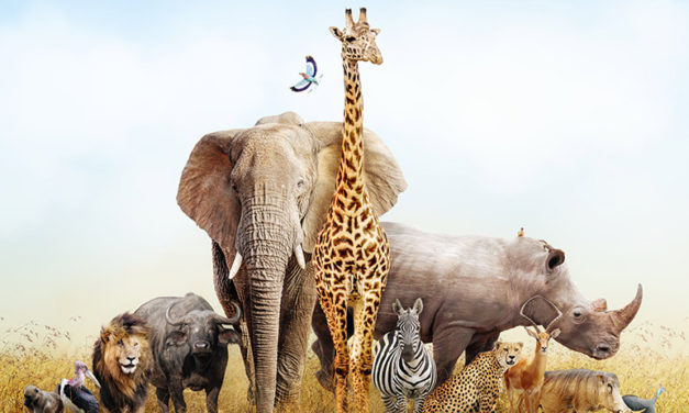 Is Southern Africa Your Ideal Safari Destination?