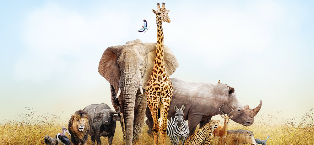 Is Southern Africa Your Ideal Safari Destination?